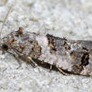 Image of Black-tipped Rudenia Moth