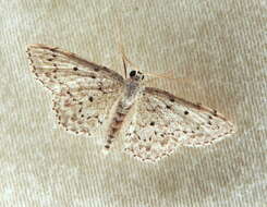 Image of <i>Idaea ostentaria</i>