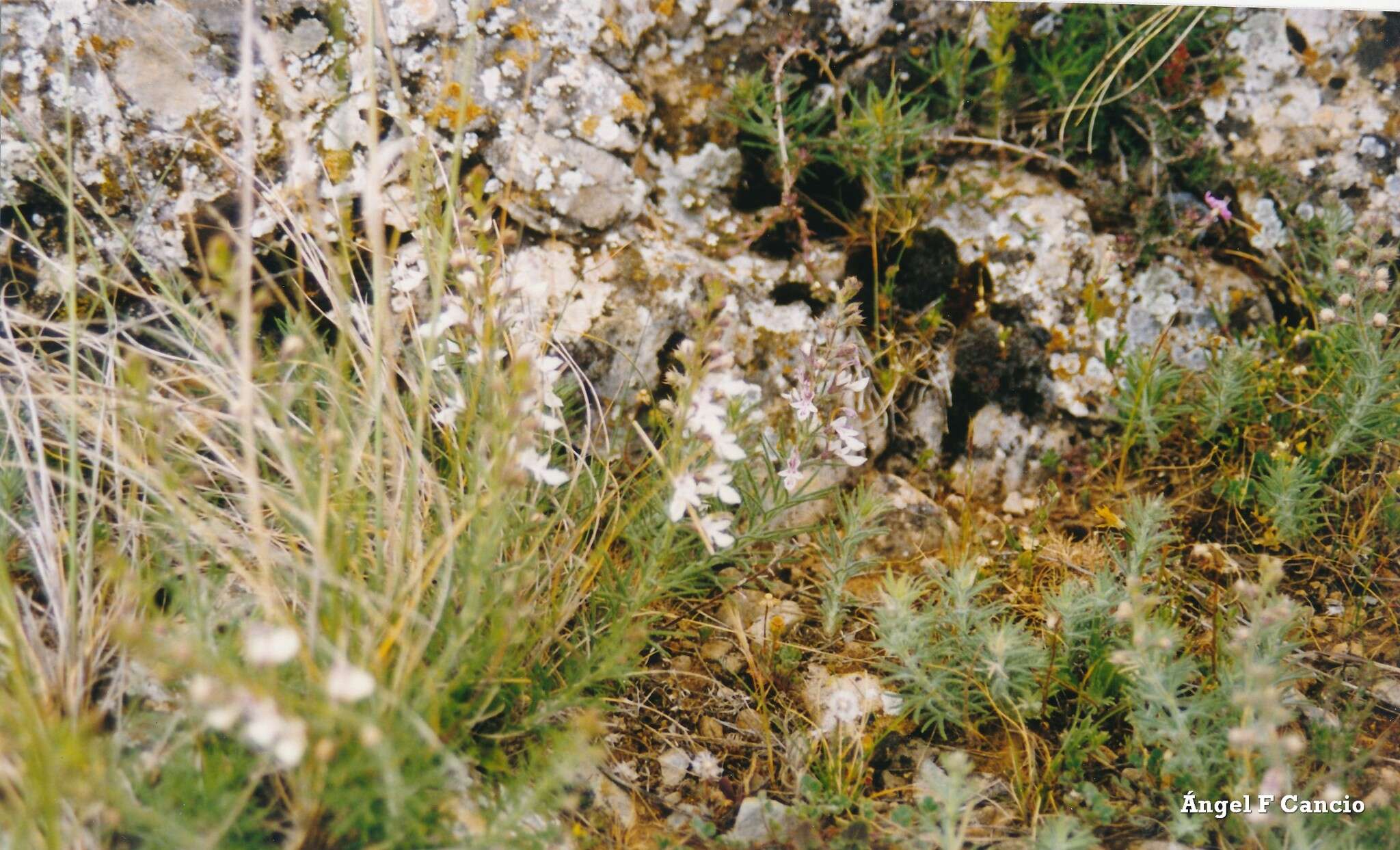 Sivun Teucrium pseudochamaepitys L. kuva