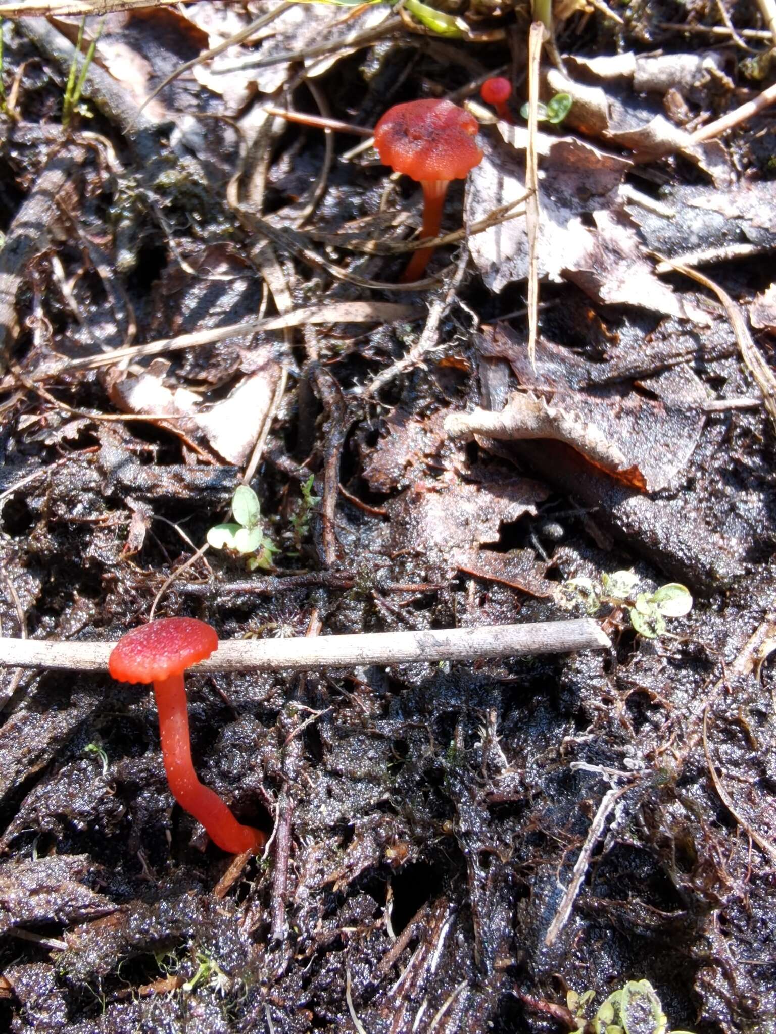 Слика од Hygrocybe coccineocrenata (P. D. Orton) M. M. Moser 1967