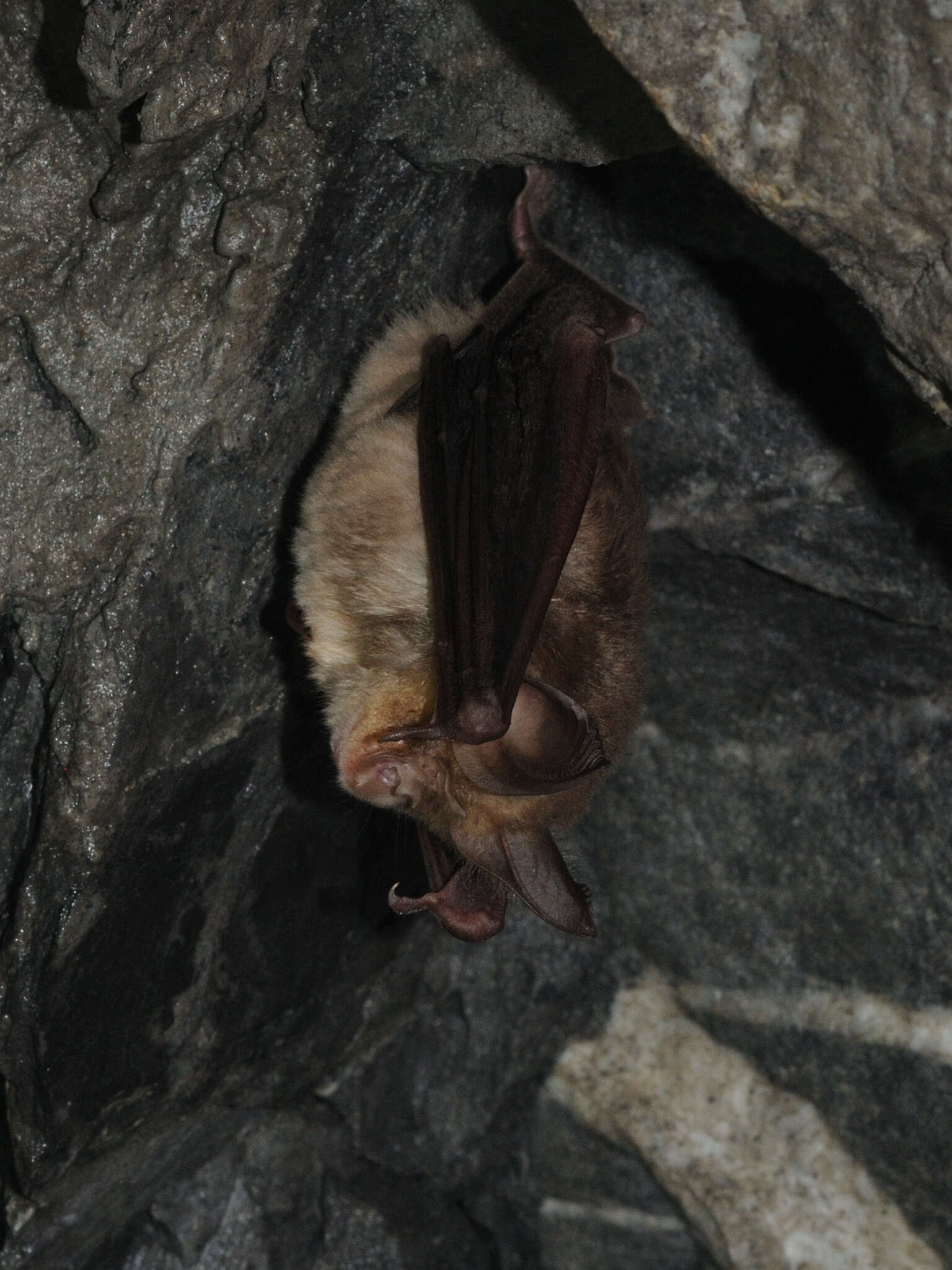 Image of Mediterranean Horseshoe Bat