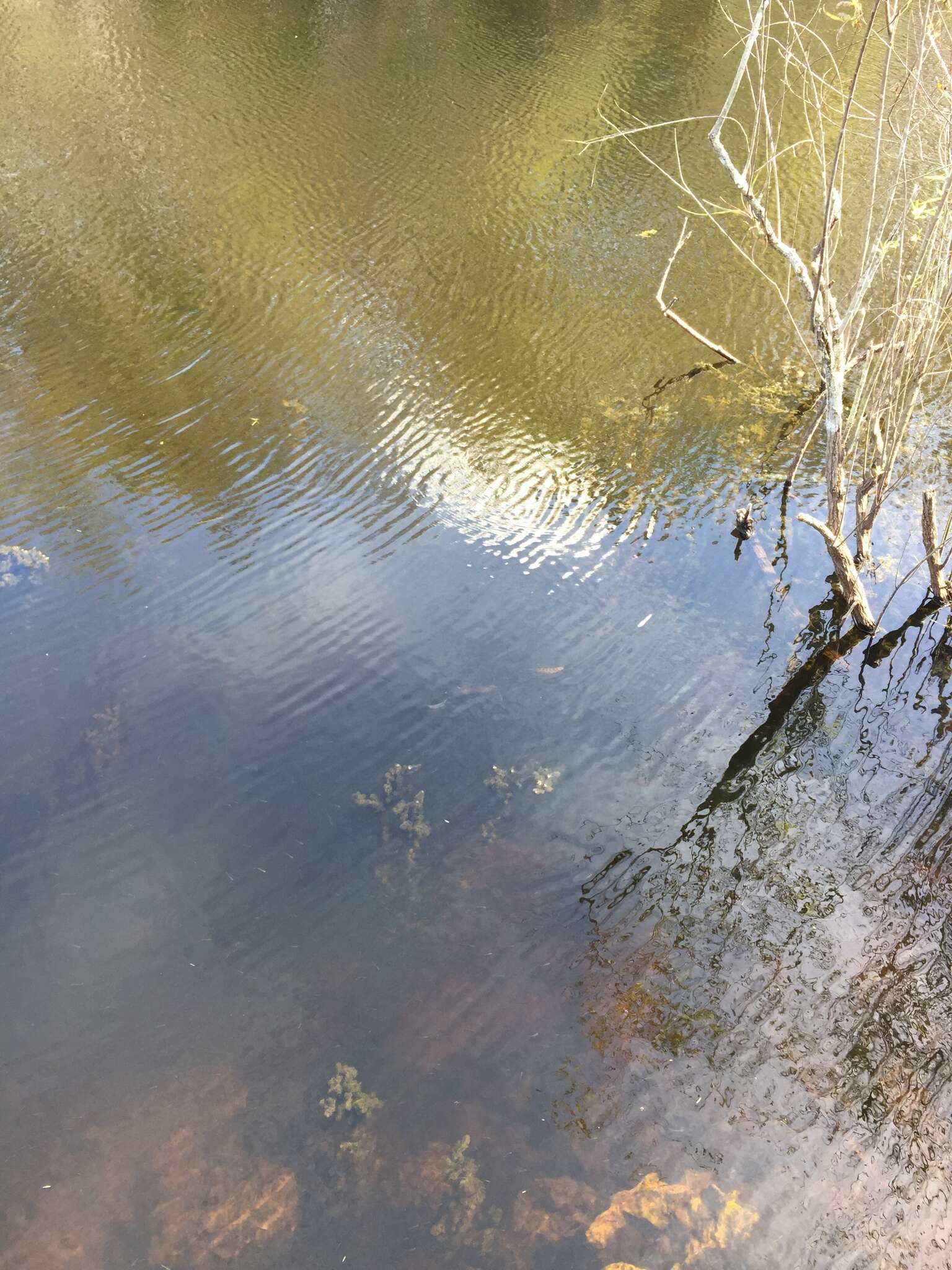 Image of Florida Gar