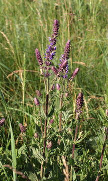 Imagem de Salvia nemorosa subsp. pseudosylvestris (Stapf) Bornm.