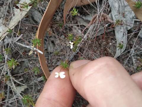 Image of Stylidium repens R. Br.