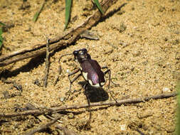 Image de Cicindela (Cicindela) scutellaris Say 1823