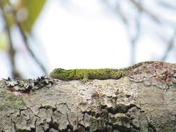 Image of Salvin's Spiny Lizard