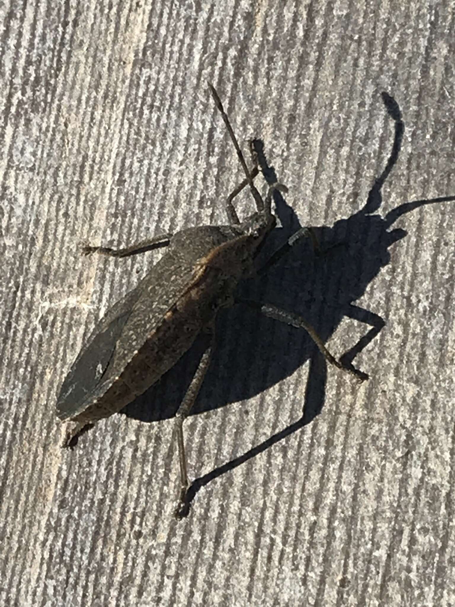 Image of Squash Bug