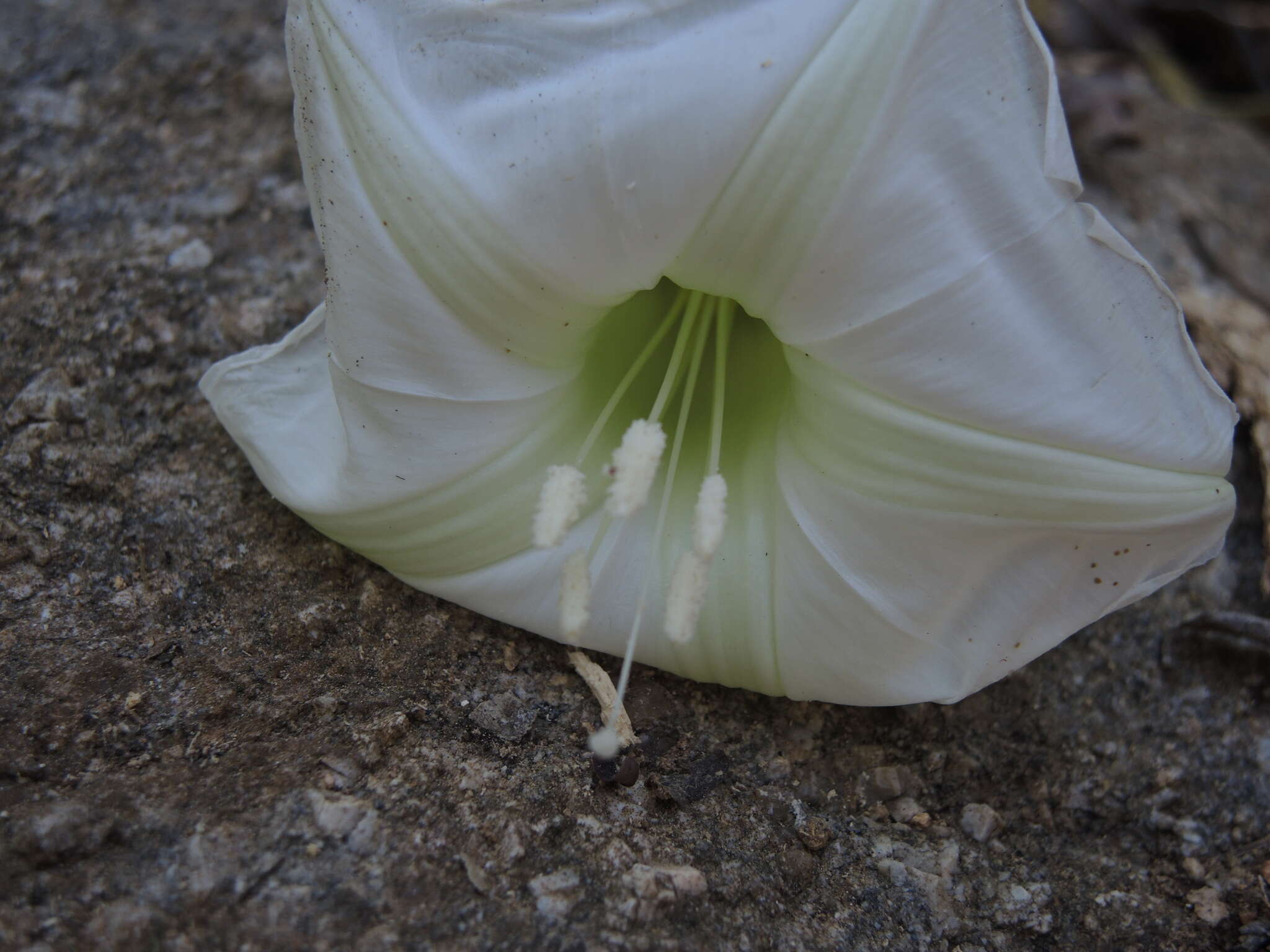 Plancia ëd Ipomoea ampullacea Fern.