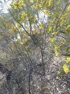 صورة Acacia ausfeldii Regel