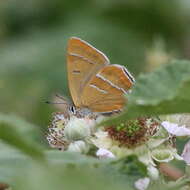 Image of Brown Hairstreak