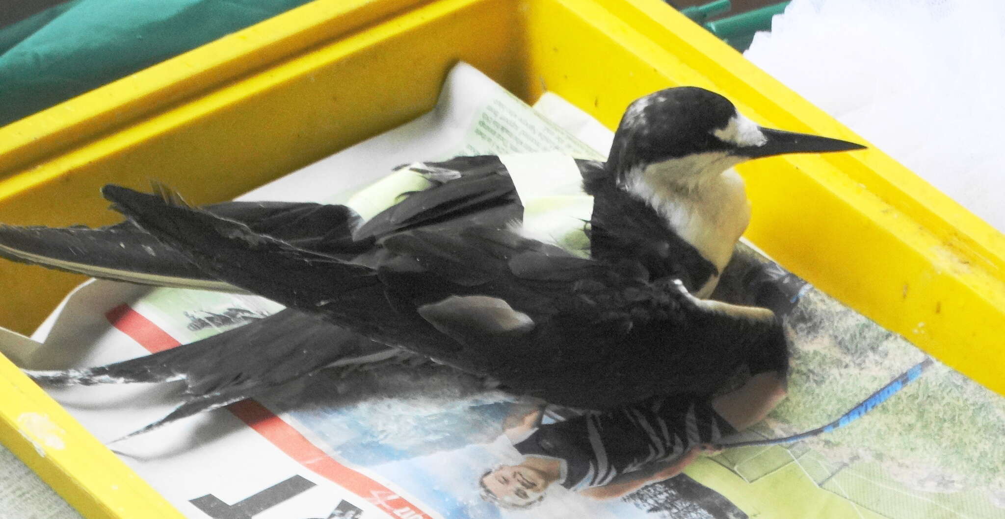 Image of Brown-backed terns