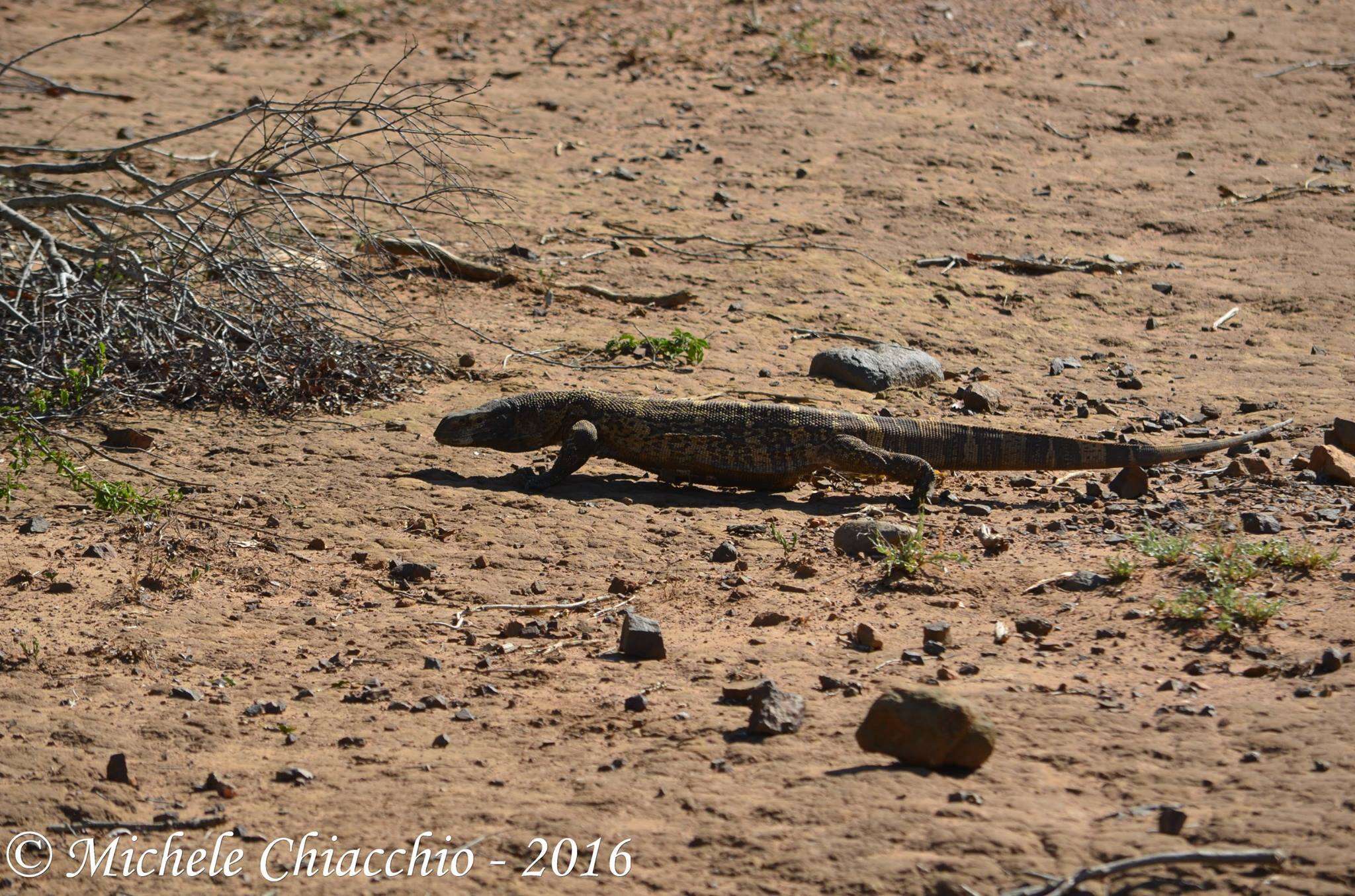 Image of White-throated Monitor