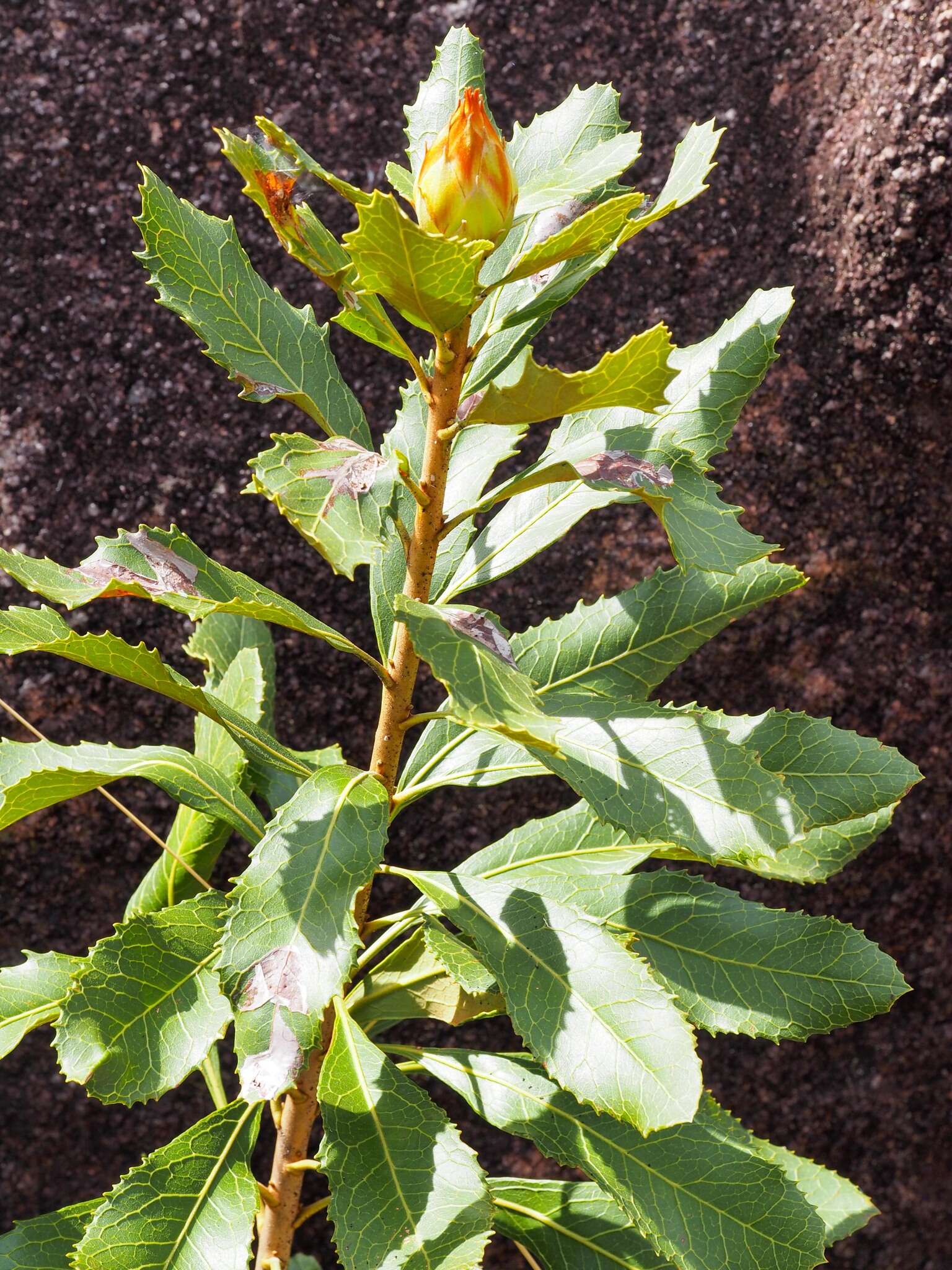 Image of Telopea aspera M. D. Crisp & P. H. Weston