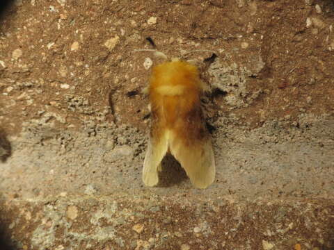 Image of Southern Flannel Moth