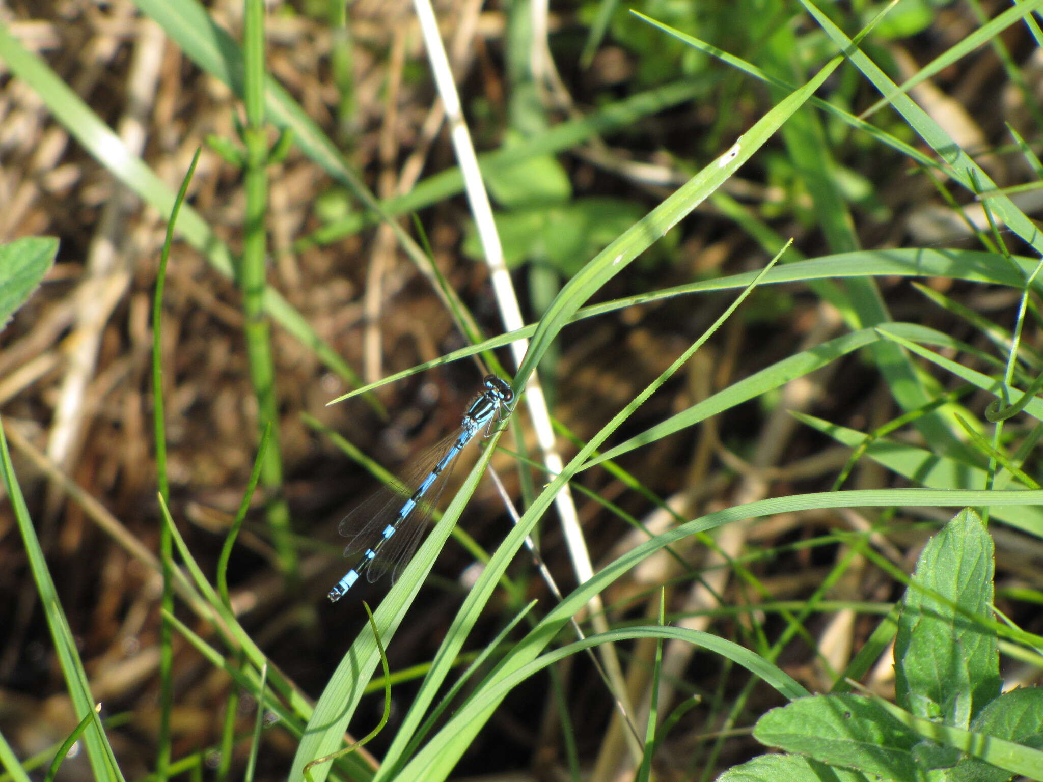 Image of Ornate Bluet