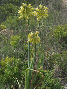 Image of Albuca grandis J. C. Manning & Goldblatt