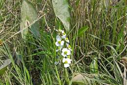 Sagittaria latifolia Willd. resmi