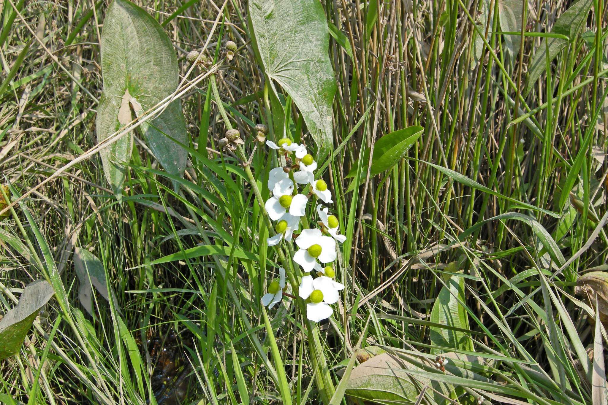 Sagittaria latifolia Willd. resmi