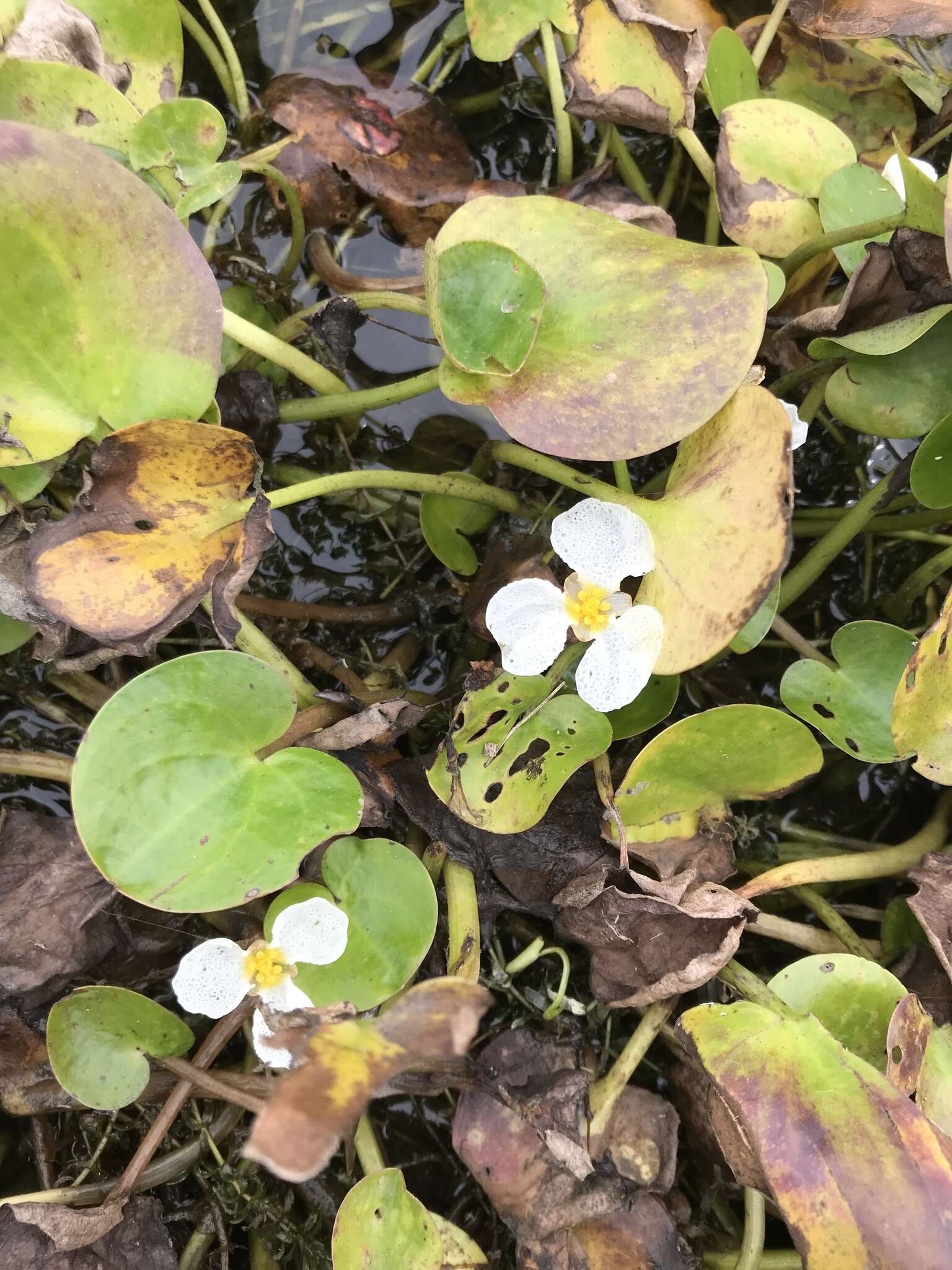 Image of Hydrocharis dubia (Blume) Backer