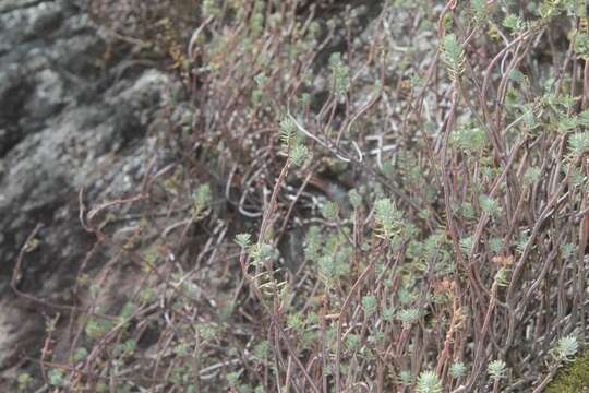 Image of Sedum griseum Praeger