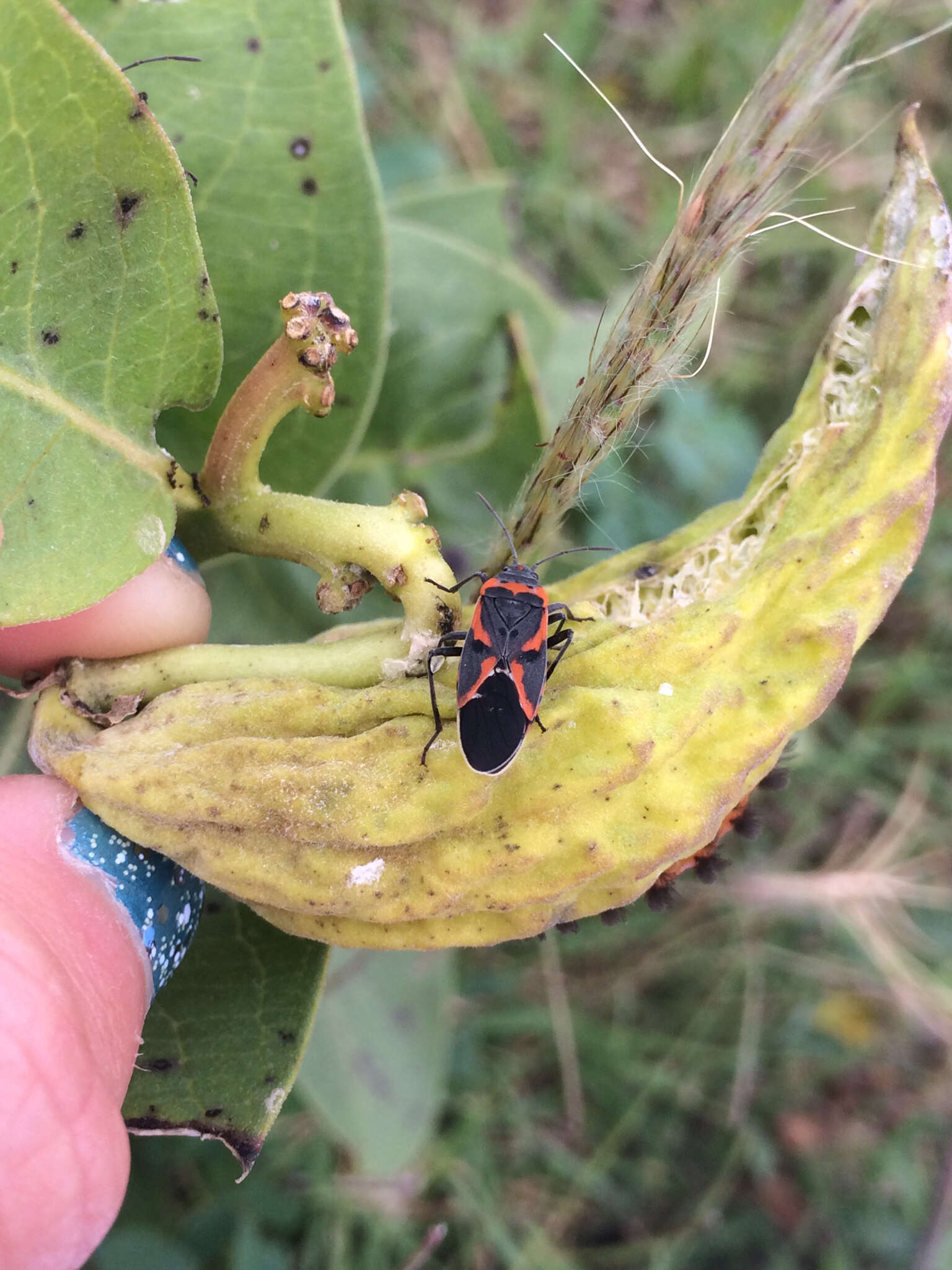 Lygaeus kalmii angustomarginatus Parshley & H. M. 1919 resmi