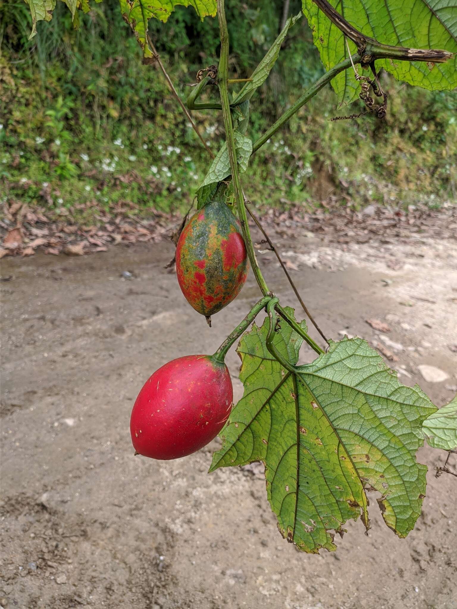 Image of Trichosanthes tricuspidata Lour.