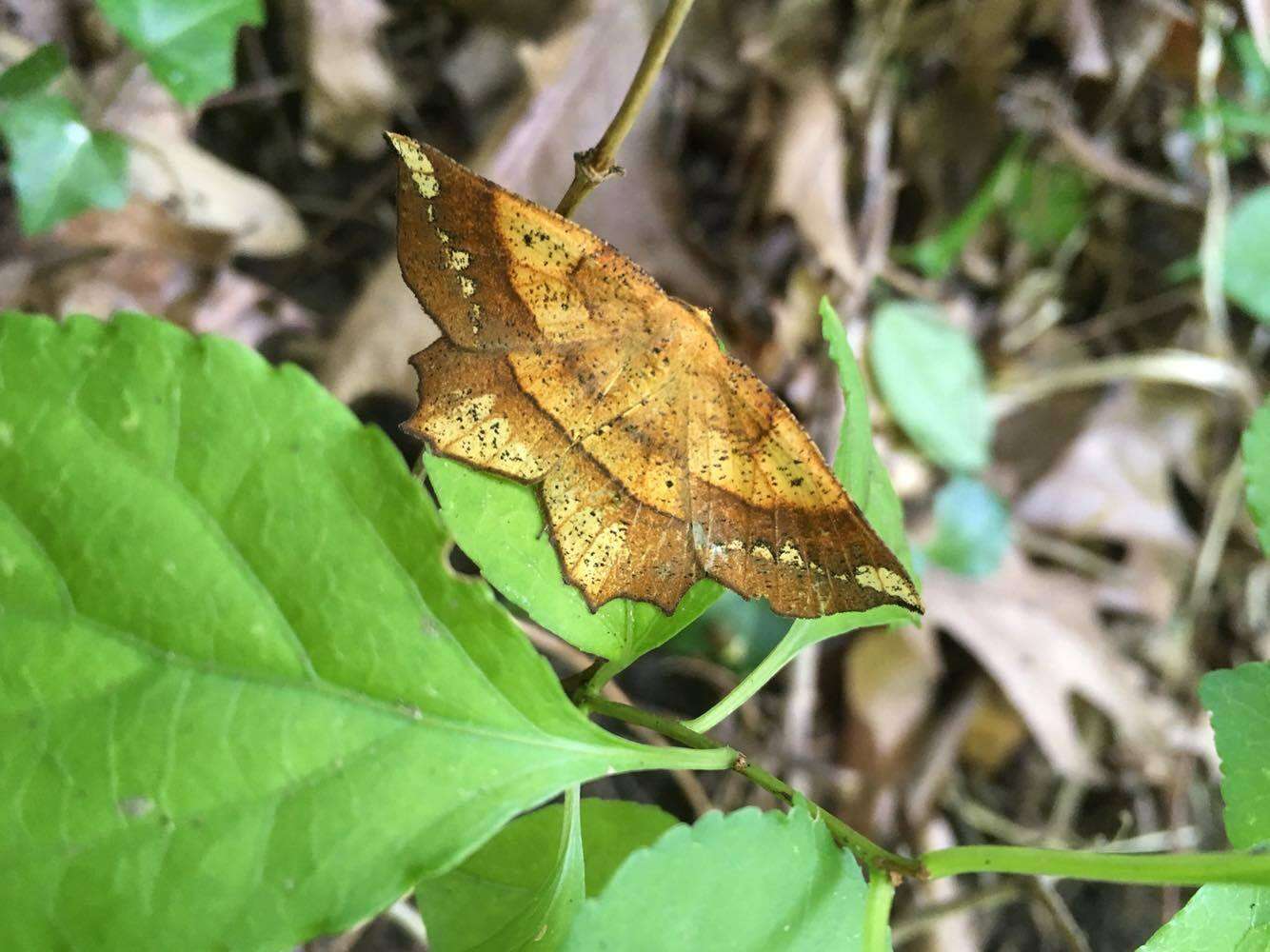 Image of Deep Yellow Euchlaena