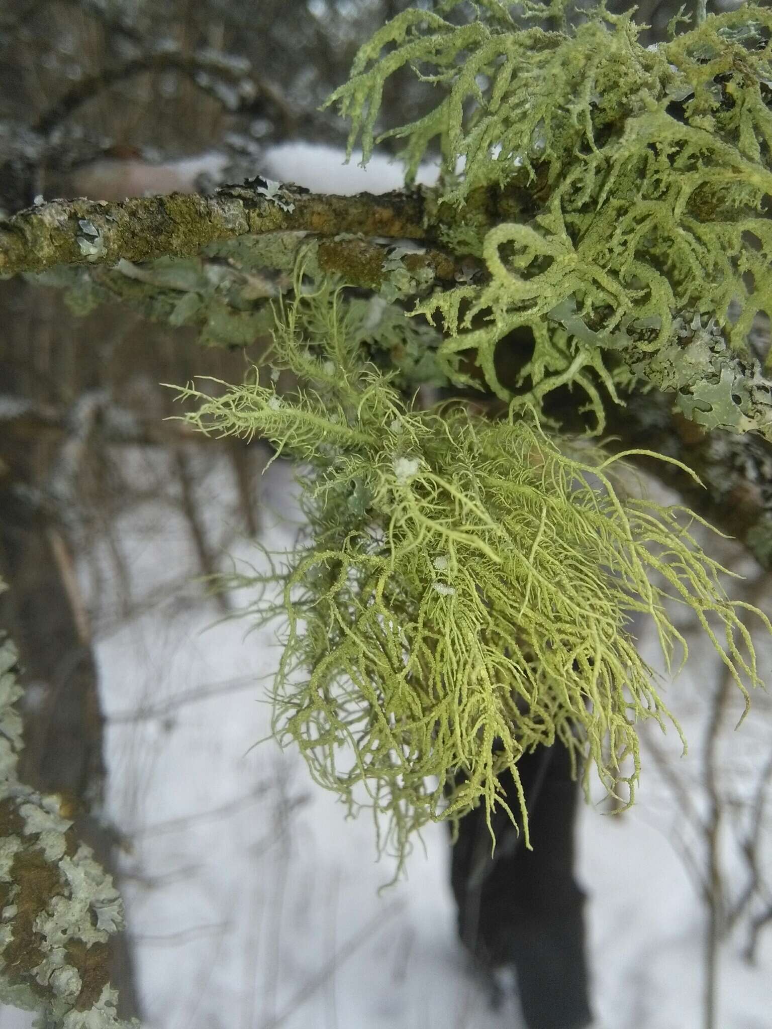 Image of Beard lichen