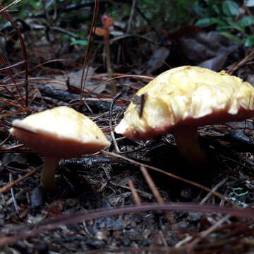 Image of Chalciporus amarellus (Quél.) Bataille