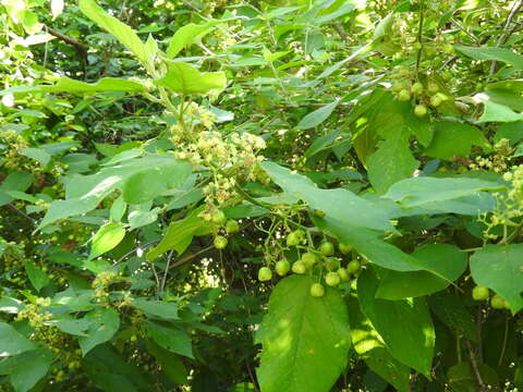 Imagem de Colubrina yucatanensis (M. C. Johnst.) G. L. Nesom