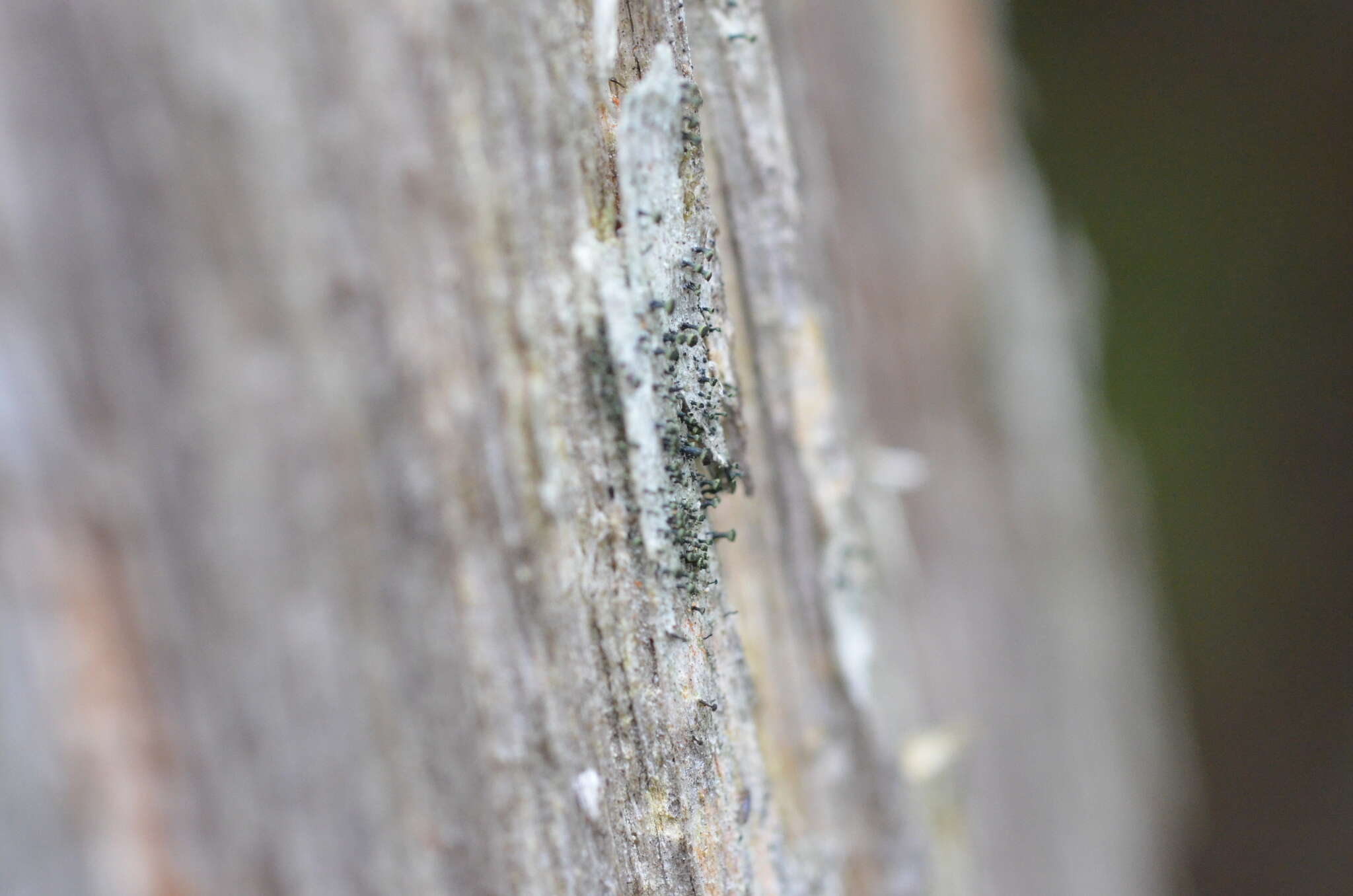 Image of Yellow-collar stubble lichen;   Spike lichen