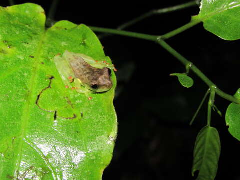 Image of Trachycephalus cunauaru Gordo, Toledo, Suárez, Kawashita-Ribeiro, Ávila, Morais & Nunes 2013