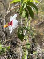 Image of Pavonia oxyphylla (Mocino & Sesse ex De Candolle) P. A. Fryxell