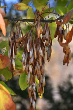 Слика од Fraxinus latifolia Benth.