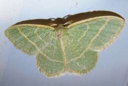 Image of Blackberry Looper Moth