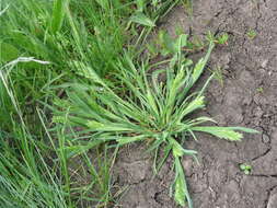 Image of hardgrass