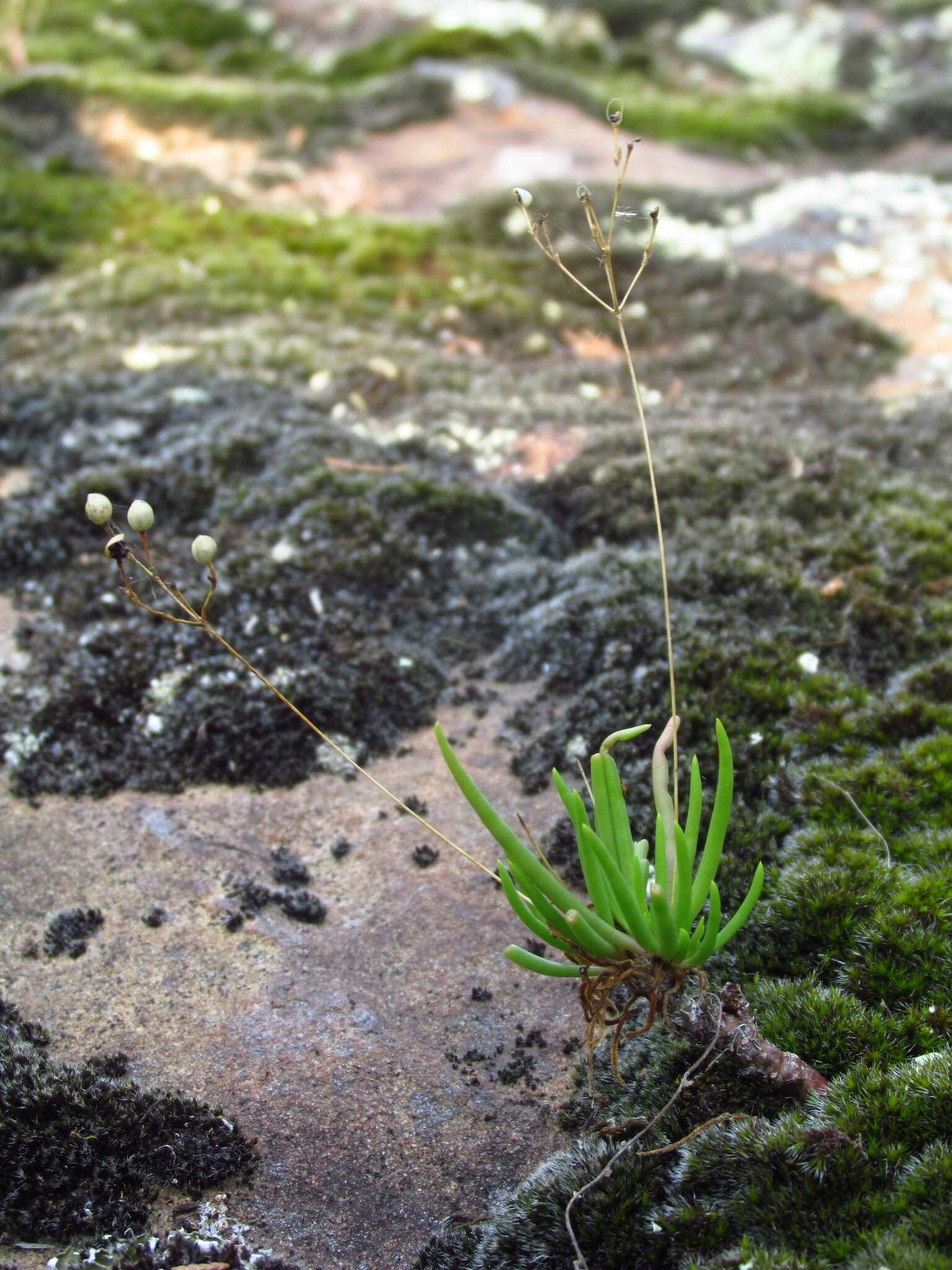 Image of prairie fameflower