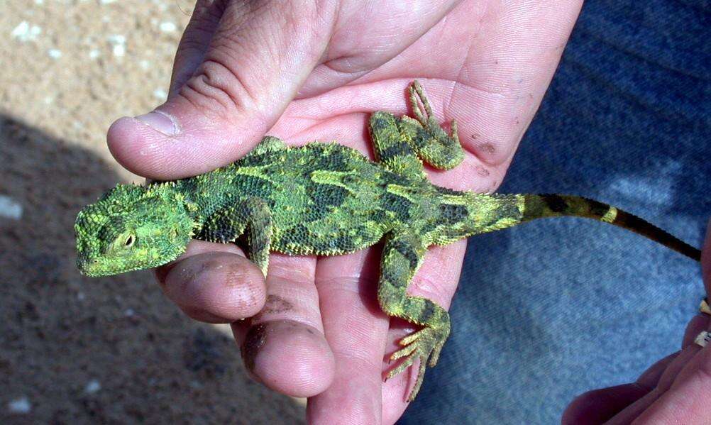 Слика од Agama hispida hispida (Kaup 1827)