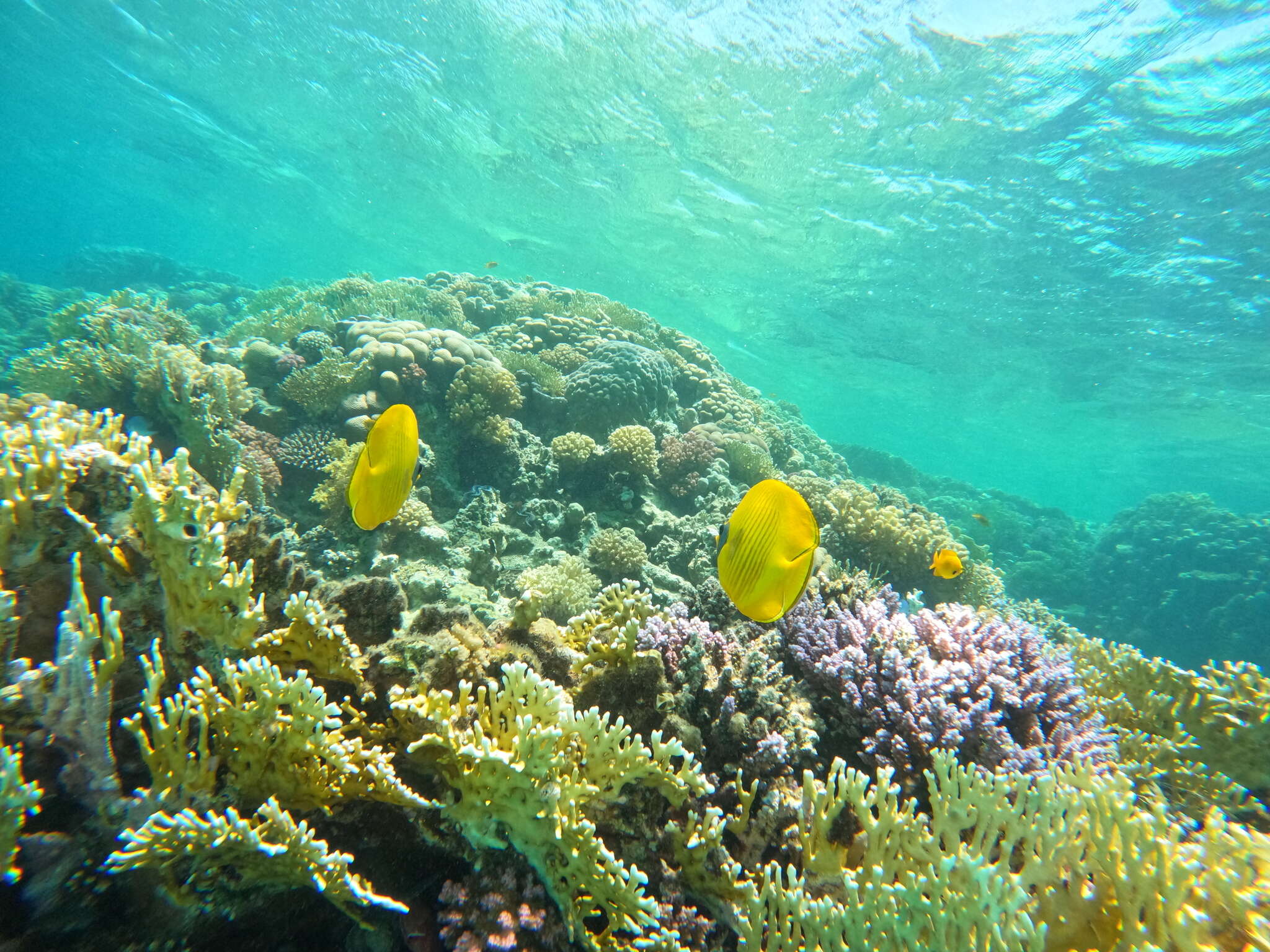 Image of Addis Butterflyfish