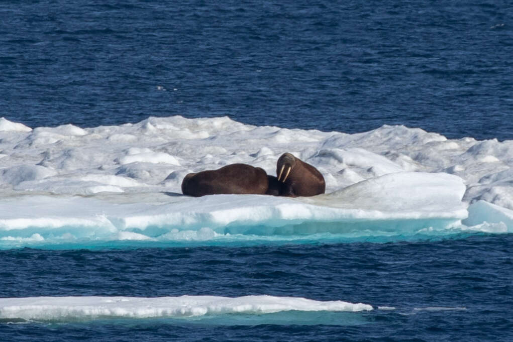 Image of Laptev Sea walrus