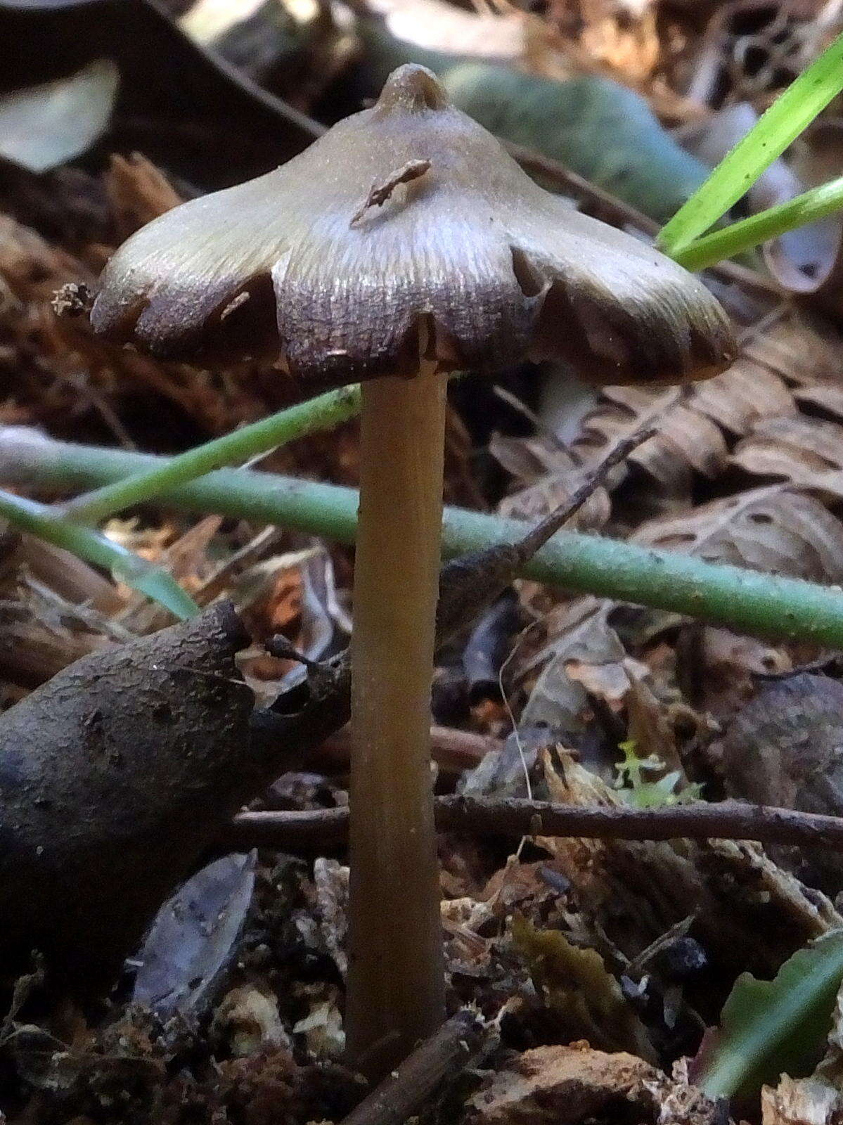 Image of Entoloma vernum S. Lundell 1937