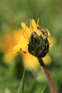 Plancia ëd Taraxacum palustre (Lyons) Symons