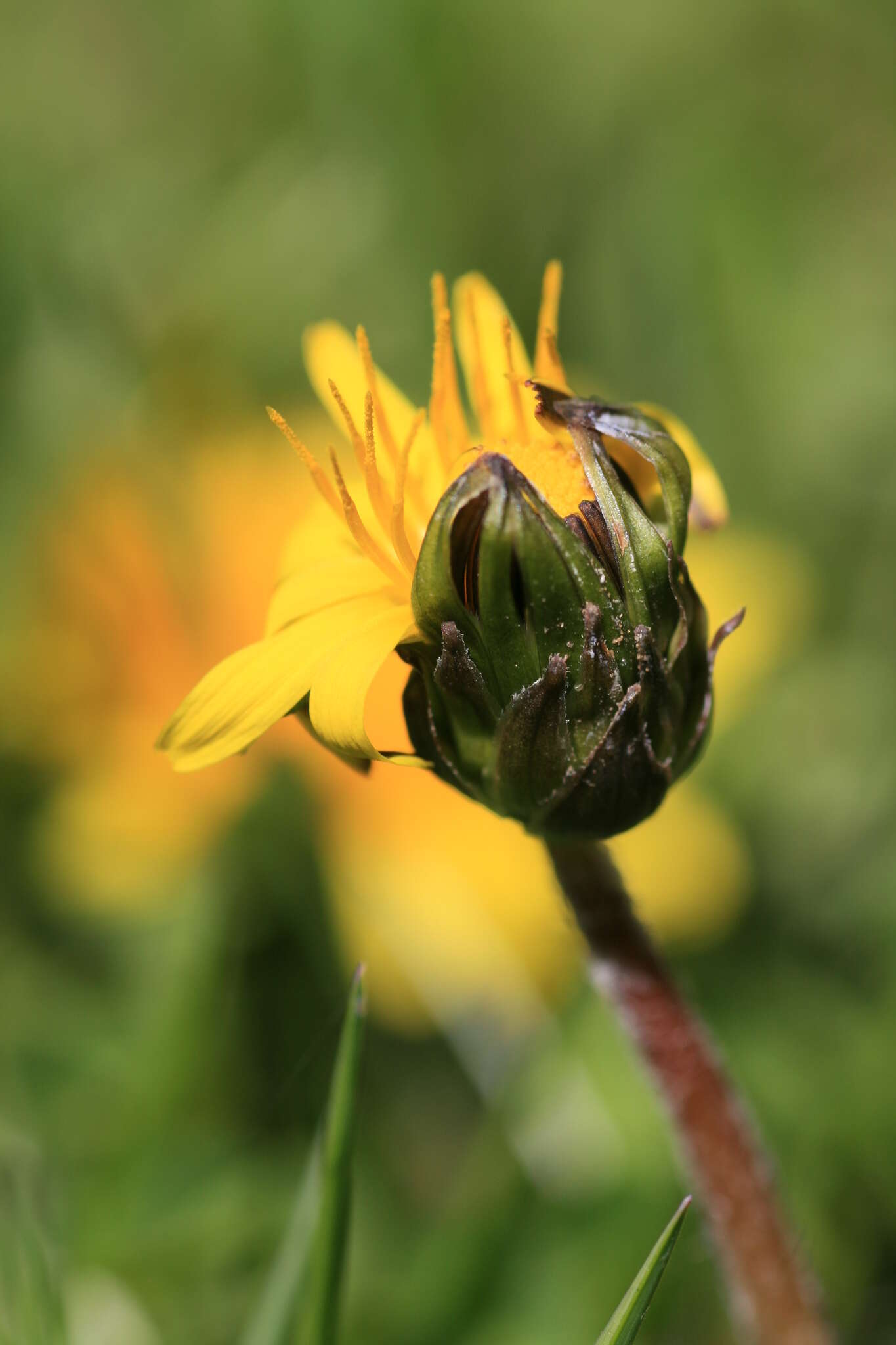 Plancia ëd Taraxacum palustre (Lyons) Symons