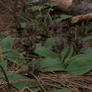 Image of Large bird orchid