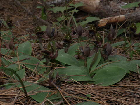 Image of Large bird orchid