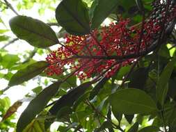 Image of Cissus biformifolia Standl.