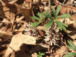 Image de Pachysandra procumbens Michx.