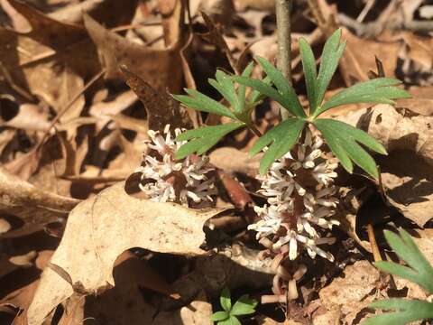 Image of Allegheny-spurge