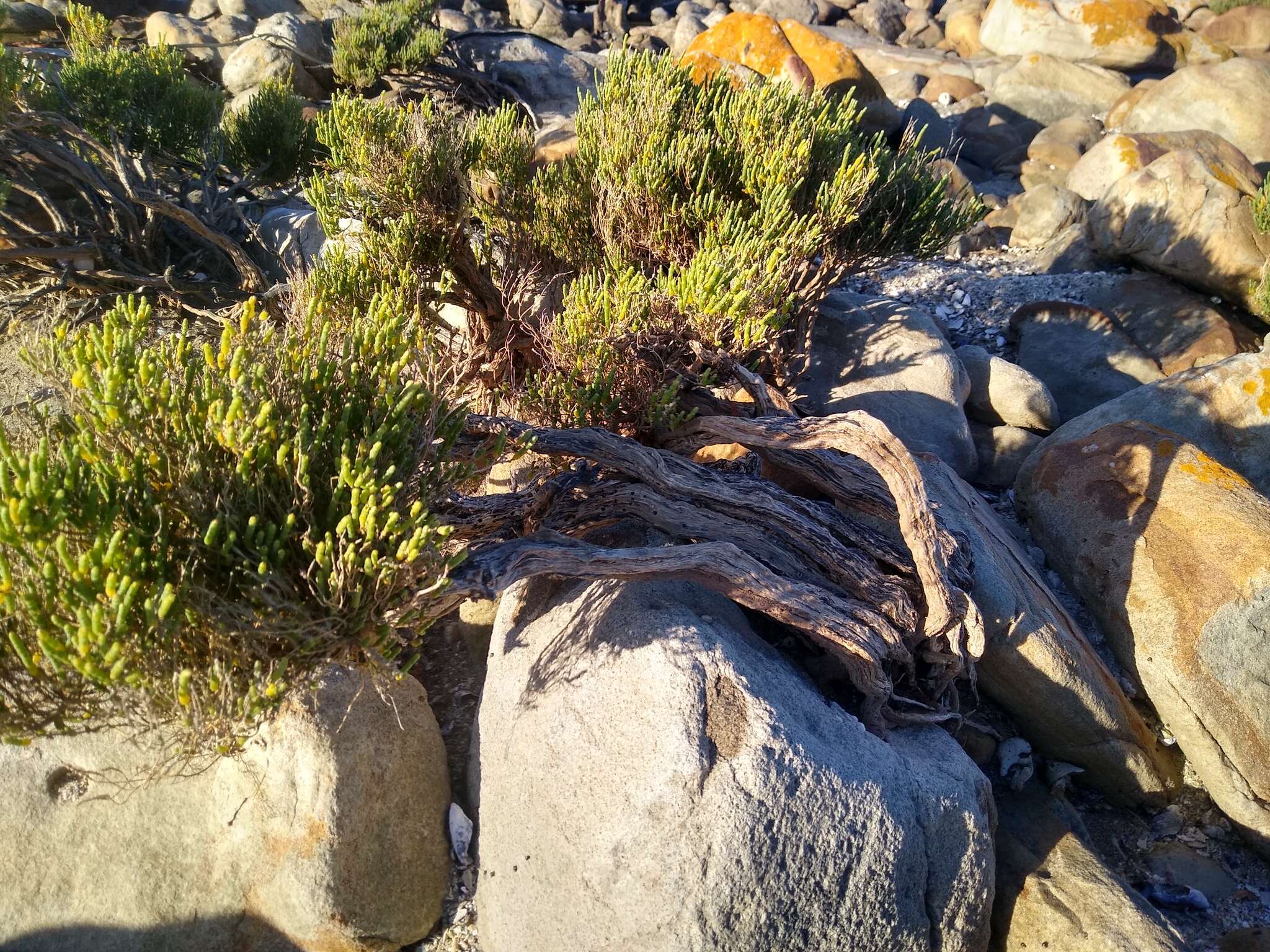 Image of Salicornia littorea (Moss) Piirainen & G. Kadereit