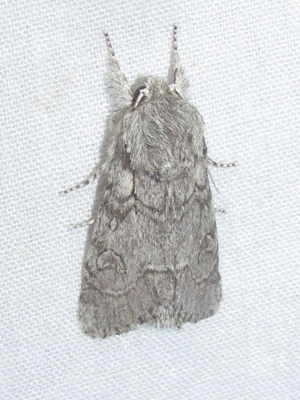 Acronicta tota Grote 1878 resmi